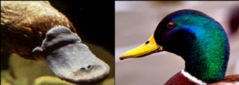 platy-vs-duck platy-vs-duck
