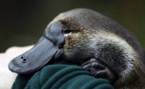 platypus_1aniv platypus_1aniv