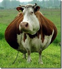 fat_cow1